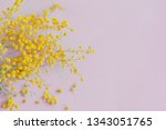 mimosa flowers on a pink... | Shutterstock . vector #1343051765