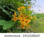Small photo of beautiful yellow flower Cassia fistula, commonly known as golden shower, purging cassia, Indian laburnum, or pudding pipe tree