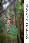 Small photo of cocoons hanging on the leaves - butterfly cocoons