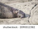 A Male Northern Elephant Seal ...