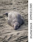 A Male Northern Elephant Seal ...