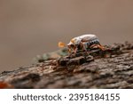 Small photo of The Melolontha hippocastani, commonly known as the European cockchafer, is a large beetle species. It's known for its voracious appetite and can be a pest in agricultural areas.