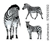 zebra animal   vector ... | Shutterstock .eps vector #570015502