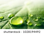 Large beautiful drops of transparent rain water on a green leaf macro. Droplets of water sparkle glare in morning sun . Beautiful leaf texture in nature. Natural background, free space.