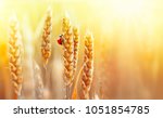 Golden Ripe Ears Of Wheat And...