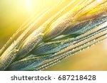 Drops Of Dew On A Young Wheat...