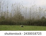 Small photo of Serene scene of a small group of cows grazing on a picturesque grassy farm. Capturing the essence of rural tranquility, this image evokes the peaceful coexistence of livestock with nature.