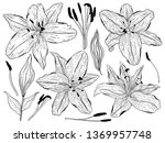 flowers lily  line circut buds... | Shutterstock .eps vector #1369957748