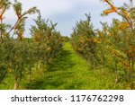 Small photo of A garden with sea buckthorn (hippophae) shrubs during a harvest on a sunny day. Vulnerary plants.