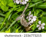 Small photo of The butterfly sphinx Pine hawk-moth (Hyloicus pinastri) fly and sucks nectar from the flowering Soapwort (Saponaria officinalis)flowers. Moths. Latvia