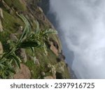 Small photo of Flower on a mountain with cloudburst