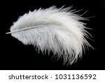 Single White Feather Isolated...