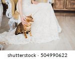 The Bengal Cat Sits Near Bride  ...