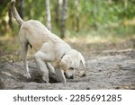 Small photo of Light colored golden retriever puppy digs a hole in the ground. A male golden retriever puppy is digging a hole in the backyard. white golden retriever is digging.