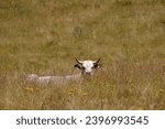 Small photo of OWS IN THE PYRENEAN MOUNTAIN PASTURES