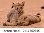 Small photo of Adorable Lion Cubs Playing in the Wild Young Lions in a Playful Moment - Wildlife Photography Lion Cubs on Sandy Ground - Nature and Wildlife Lion Siblings in Their Natural Habitat - Animal Conservati