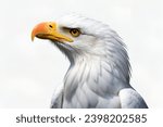 Small photo of Eagle Face,The eye of a bald eagle,Nictitating membrane closed on the eye of a bald eagle