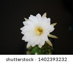 An Isolated White Cactus Flower ...