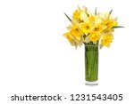 bouquet Yellow narcissus flowers in a glass vase Isolated on white background and space for your text.