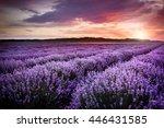 Blooming lavender field under...