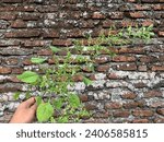 Small photo of The foliage of the indian acalypha (Acalypha indica) grows wild in balmy areas around the equator. The foliage contains hydrocyanic acid, which is incredibly poisonous, so extreme caution.