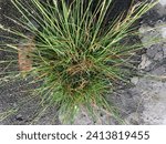 Small photo of Smut grass (Sporobolus indicus) is a grass species that is indigenous to certain tropical and temperate areas of the American continents.
