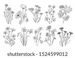 wild flowers. sketch... | Shutterstock . vector #1524599012