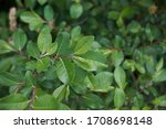 fresh leaves of Salix caprea