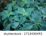 Amaranthus Retroflexus Plants...