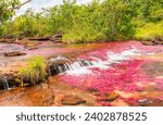 Small photo of Colombia, Guaviare, National Natural Park, Pink Spout, river of colors