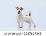 Jack russell terrier on a white ...