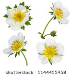 Strawberry Flower Isolated On...