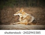 Small photo of Great Plains wolf (Canis lupus nubilus): Also known as the Buffalo wolf, the Great Plains wolf once roamed across the central United States.