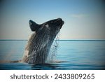 North atlantic right whale ...