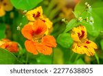 Orange Nasturtiums Bloom In The ...