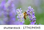 Honey Bee Pollinates Lavender...