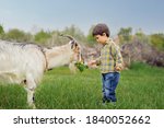 Little Boy Feeds Goat With...