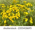 Small photo of Tansy, known as common tansy, bitter buttons, com bitter, golden buttons, yellow wild flowers