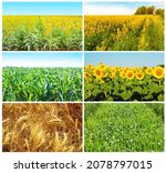 Collage About Wheat Field ...