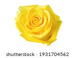 Beautiful Yellow Rose Bud...