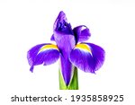 Beautiful Iris Flower Isolated...