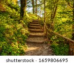View On Stairs In The Forest Of ...
