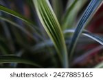 Small photo of Spider plants are very easy to grow indoors in medium to bright light throughout the year. It does well with average humidity and cool to average temperature.