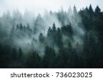 Misty landscape with fir forest ...