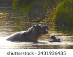 Small photo of Adult and baby Hippo in Sabi Sands Game Reserve, South Africa