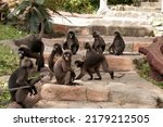 Small photo of Samui Thailand - 2 July 2022 : Dusky Langur or Spectacled Langur Monkey in Koh Was Ta Lup or Cow Sleep Island of Angthong Islands National Marine Park Samui Thailand.