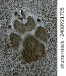 Small photo of dog pawprint in ice and snow