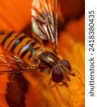 Small photo of Hoverflies are members of the Syrphidae family and are known for their mimicry of bees and wasps.