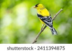 Small photo of American Goldfinch (Spinus tristis) North American Backyard Bird. It is known for its vibrant yellow summer plumage. Isolated on green nature background.
