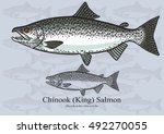 chinook salmon illustration high resolution free download